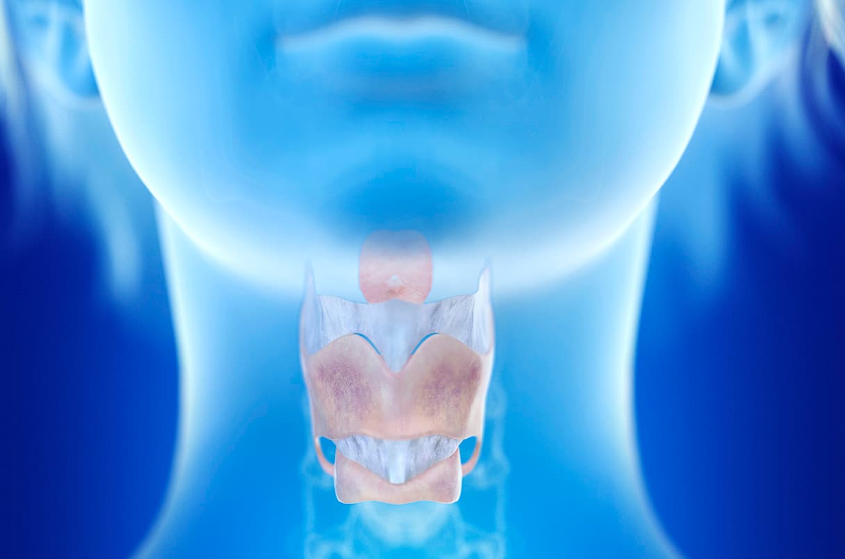 Illustration of vocal cords